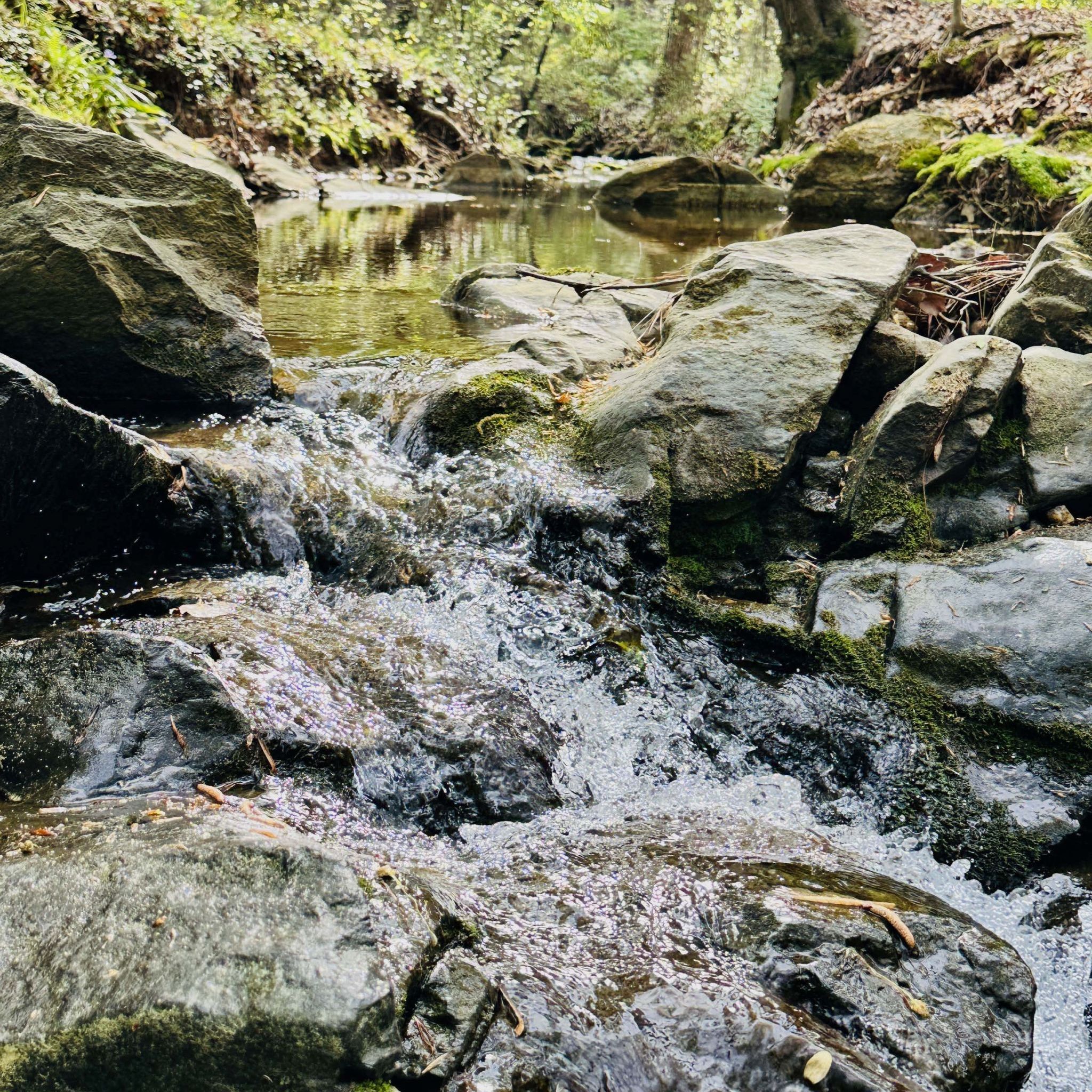 A small stream flows over moss-covered rocks in a wooded area, surrounded by trees and green foliage. A small stream flows over moss-covered rocks in a wooded area, surrounded by trees and green foliage.