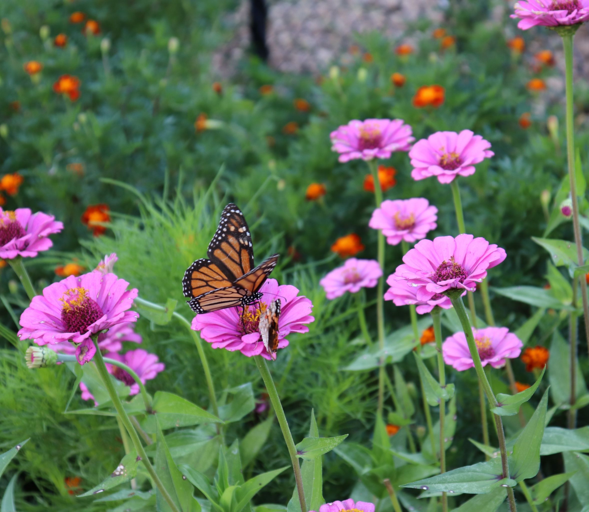 A monarch butterfly rests on a pink zinnia flower in the Acworth Community Garden, surrounded by more pink and orange blooms—a vibrant scene that celebrates community gardening and growing food.
